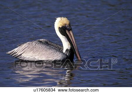 aves, bill, beak, animals View Large Photo Image Picture - aves, bill, beak, animals. Fotosearch