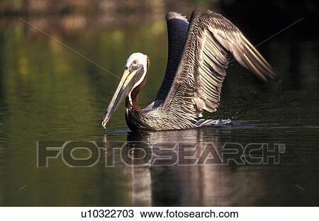 Stock Image - aves, bill, beak, animals. Fotosearch