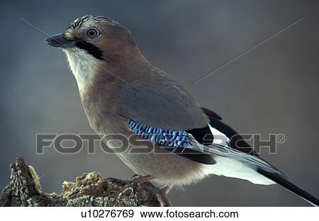 Stock Photo - aves, bill, beak, animals. Fotosearch