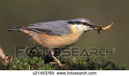 aves, bill, beak, animals View Large Photo Image Stock Photography - aves, bill, beak, animals. Fotosearch