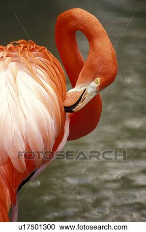 aves, bird, animals View Large Photo Image Stock Image - aves, bird, animals. Fotosearch