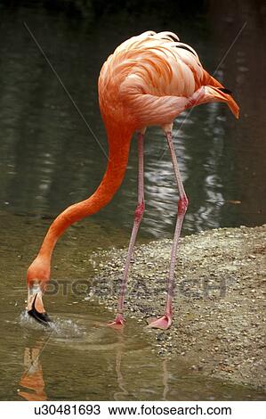 Stock Image - aves, bird, animals. Fotosearch
