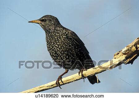 aves, bird, bill, beak, animals View Large Photo Image Stock Image - aves, bird, bill, beak, animals. Fotosearch