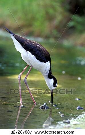 aves, black, bird, animals View Large Photo Image Stock Photo - aves, black, bird, animals. Fotosearch