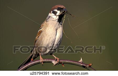 aves, bough, bird, beige, animals View Large Photo Image Stock Image - aves, bough, bird, beige, animals. Fotosearch