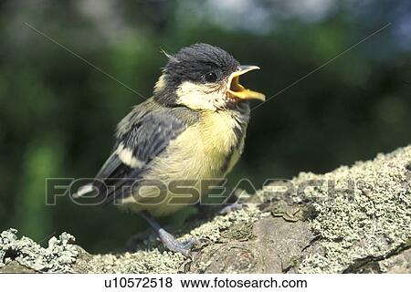 Stock Photo - bill, aves, Bernhard, beak, bawl, animals. Fotosearch