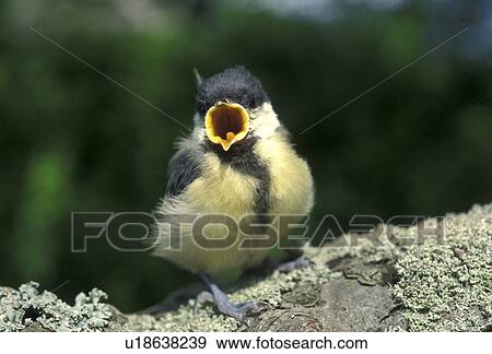 Stock Photo - bill, aves, Bernhard, beak, bawl, animals. Fotosearch