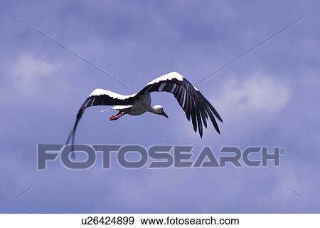 blue, animals, bird, back view, aves, alfred View Large Photo Image Stock Photo - blue, animals, bird, back view, aves, alfred. Fotosearch
