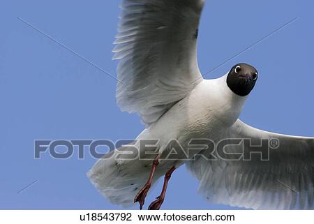 Stock Image - clear, bird, calf, blue, bird animal, curiosity, animal. Fotosearch