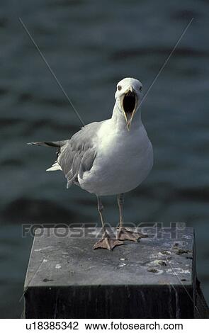 Stock Image - CLOSE, aves, bird, bill, beak, close-up, animals. Fotosearch