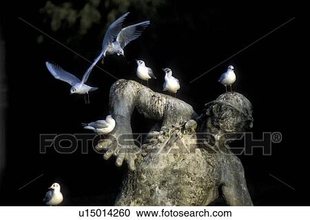 Stock Image - conflict, aves, black, bird, Bernhard, aggression. Fotosearch