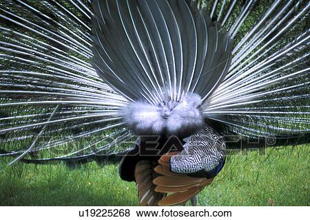 Stock Photo - cow, aves, bird, Bernhard, back view, animals. Fotosearch