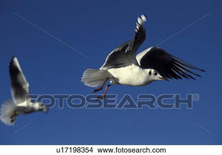 Picture - day, aves, close-up, CLOSE, bird, fly, animals. Fotosearch