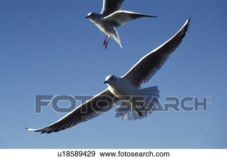day, aves, close-up, CLOSE, bird, fly, animals View Large Photo Image Stock Photo - day, aves, close-up, CLOSE, bird, fly, animals. Fotosearch