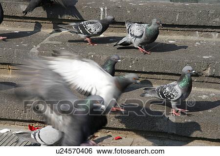 disease carriers, bird, bugs, bottom, birds, animal View Large Photo Image Stock Photograph - disease carriers, bird, bugs, bottom, birds, animal. Fotosearch