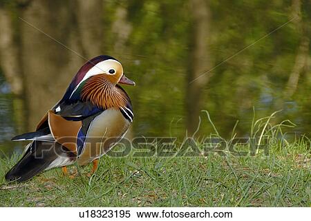 duck, Austria, colored, birds, bird, animal View Large Photo Image Stock Photography - duck, Austria, colored, birds, bird, animal. Fotosearch
