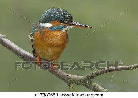 Stock Image - eisvogel, animal, bird, attis, atthis, huwiler, alcedo. Fotosearch