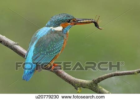 Stock Image - eisvogel, animal, capture, bird, atthis, fish, alcedo. Fotosearch