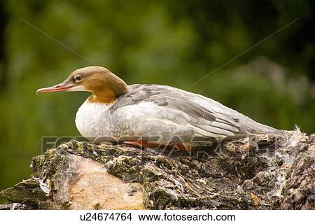 Picture - fauna, animal, birds, bird, animals, alfred. Fotosearch