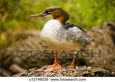 Stock Photo - fauna, animal, birds, bird, animals, alfred. Fotosearch