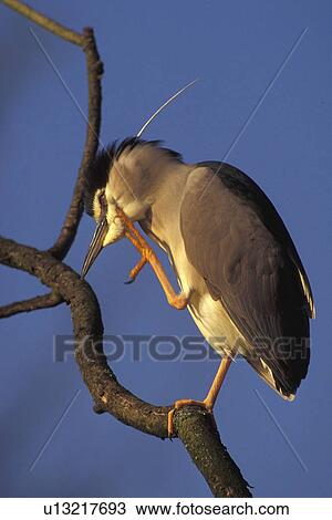 federn, abenddaemmerung, animals, ardeidae, aves View Large Photo Image Stock Image - federn, abenddaemmerung, animals, ardeidae, aves. Fotosearch
