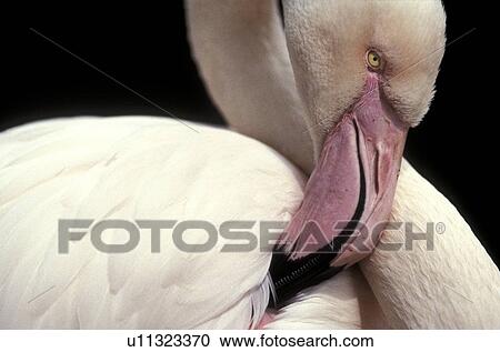 Stock Image - federn, aichner, animals, aves, beak. Fotosearch