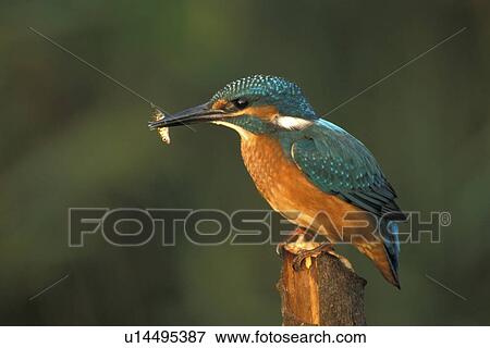 Stock Photo - federn, alcedinidae, animals, aves. Fotosearch