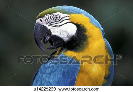 Stock Photo - federn, animals, arara, aves. Fotosearch