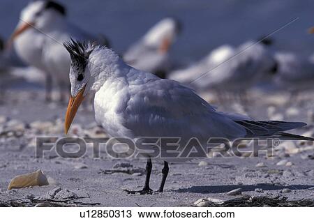 federn, animals, arctic, aves View Large Photo Image Stock Image - federn, animals, arctic, aves. Fotosearch