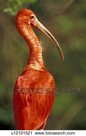 federn, animals, aves, back view, beak View Large Photo Image Stock Image - federn, animals, aves, back view, beak. Fotosearch
