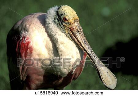 Stock Image - federn, animals, aves, beak, bill. Fotosearch