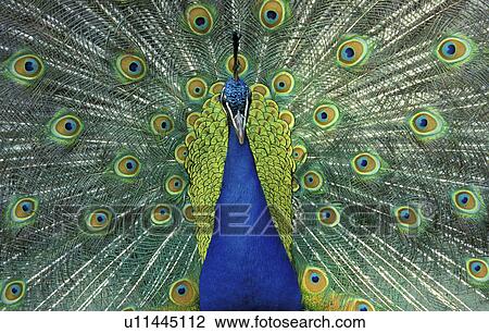 federn, animals, aves, beak View Large Photo Image Stock Image - federn, animals, aves, beak. Fotosearch