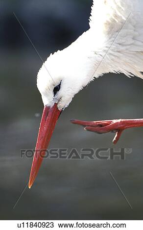 federn, animals, aves, beak View Large Photo Image Stock Image - federn, animals, aves, beak. Fotosearch