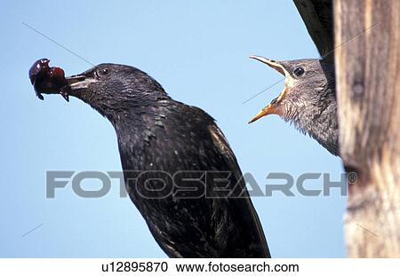 federn, animals, aves, beak View Large Photo Image Stock Image - federn, animals, aves, beak. Fotosearch