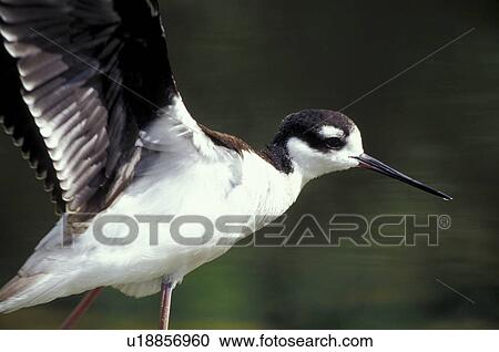 Stock Image - federn, animals, aves, beak. Fotosearch