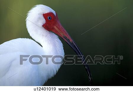 federn, animals, aves, beak View Large Photo Image Stock Photo - federn, animals, aves, beak. Fotosearch