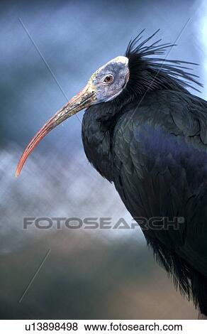 Stock Photo - federn, animals, aves, beak. Fotosearch