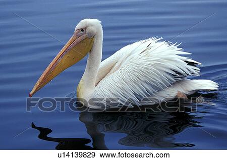 federn, animals, aves, beak View Large Photo Image Stock Photo - federn, animals, aves, beak. Fotosearch