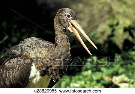 federn, animals, aves, beak View Large Photo Image Stock Photography - federn, animals, aves, beak. Fotosearch