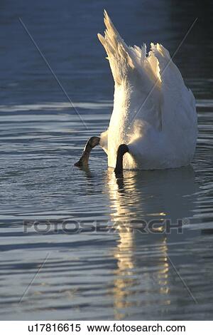 federn, animals, aves, bird, body View Large Photo Image Stock Photography - federn, animals, aves, bird, body. Fotosearch