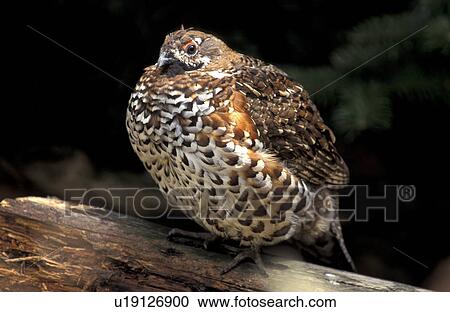Stock Image - federn, animals, aves, bird, bough. Fotosearch