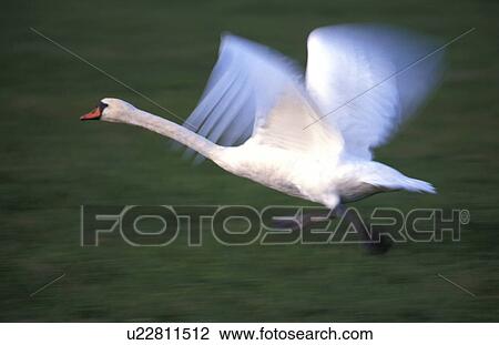 federn, animals, aves, bird View Large Photo Image Stock Image - federn, animals, aves, bird. Fotosearch