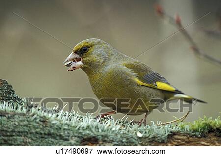 federn, animals, aves, bird View Large Photo Image Stock Photo - federn, animals, aves, bird. Fotosearch