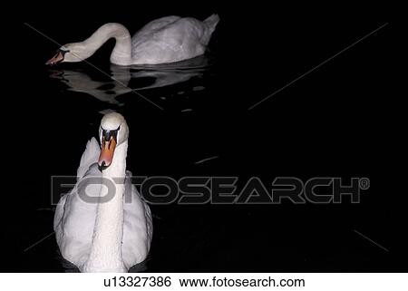 fenkart, bad, dark, birds, bill, animals View Large Photo Image Stock Photograph - fenkart, bad, dark, birds, bill, animals. Fotosearch