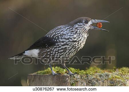 Stock Photo - fir jays, bill, davos, caryocatactes, bird, food, Alps. Fotosearch