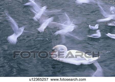 fly, austria, calf, bregenz, birds, fodder, animals View Large Photo Image Stock Photo - fly, austria, calf, bregenz, birds, fodder, animals. Fotosearch