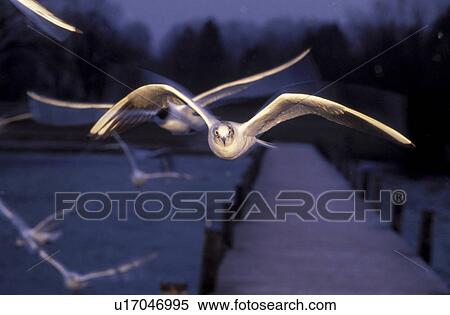 fly, aves, bridge, boat bridge, bird, Jan, animals View Large Photo Image Stock Photography - fly, aves, bridge, boat bridge, bird, Jan, animals. Fotosearch