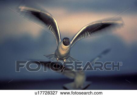 Stock Photo - fly, aves, close-up, CLOSE, bird, Jan, animals. Fotosearch