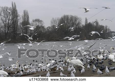 FRG, atmosphere, bleary, birds, autumn, FRG/Hessen, air View Large Photo Image Stock Photo - FRG, atmosphere, bleary, birds, autumn, FRG/Hessen, air. Fotosearch