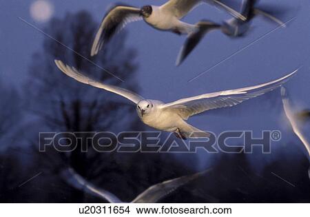 Picture - full moon, aves, full, fly, bird, Jan, animals. Fotosearch